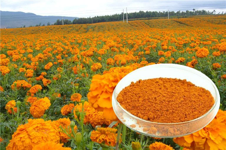 lutein extract powder