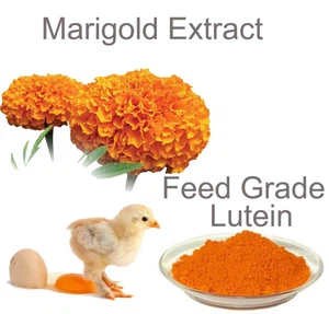 Marigold extract feed grade for sale Marigold extract feed grade for sale