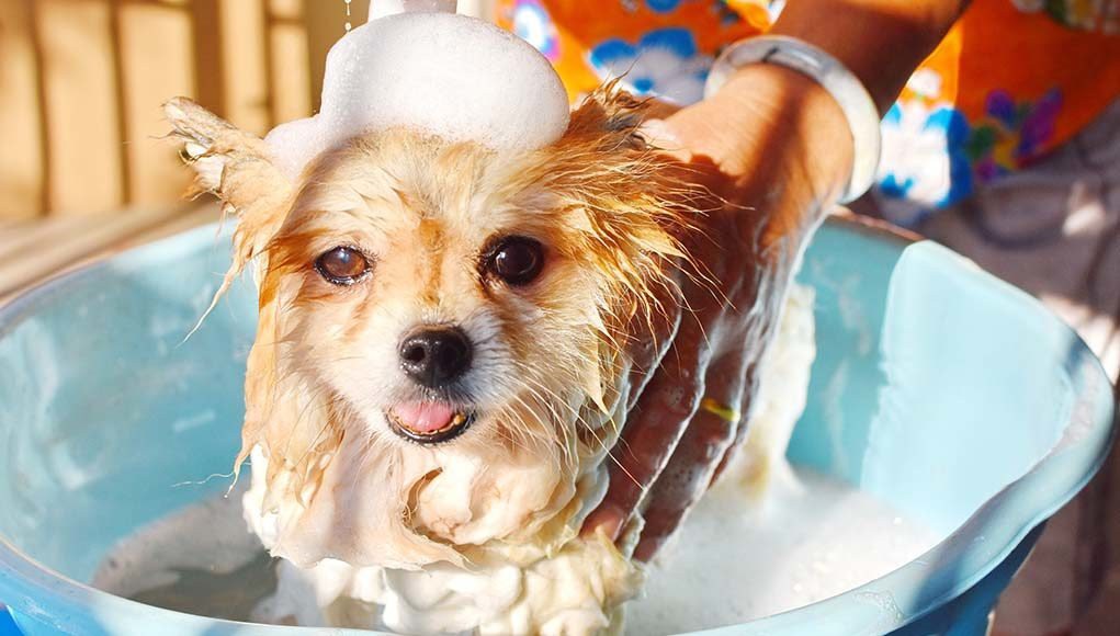 The-Best-Puppy-Shampoo-Brands-of-2020-Gentle-with-Neutral-pH-Acidity-1021x580